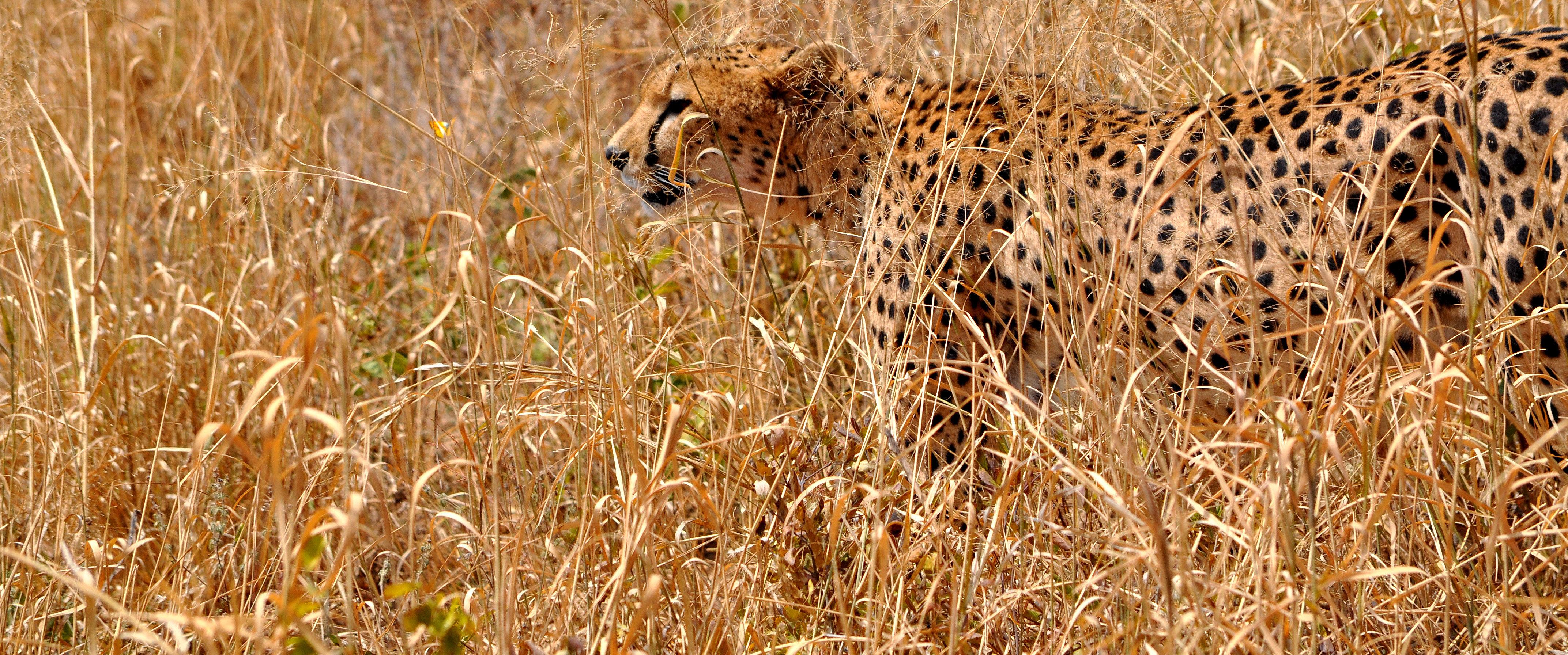 Biology Trip to Tanzania - July 2015
